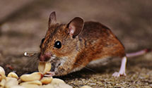 24 Hour & Emergency Exterminators in Environ Protect Agency, NC